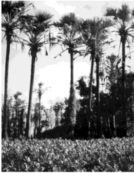 Gambar 4. Agroforestri  sederhana: Tembakau ditanam  di antara barisan pohon siwalan  di Sumenep, Madura  