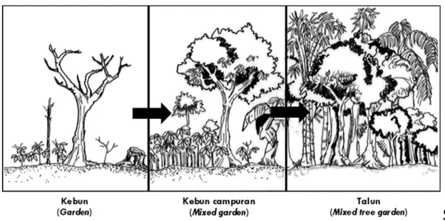 Gambar 5. Perkembangan sistem kebun talun (de Foresta et al., 2000). 
