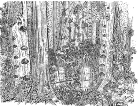 Gambar 6. Agroforest Kompleks: Kebun damar di Krui, Lampung Barat   (De Foresta et al., 2000)