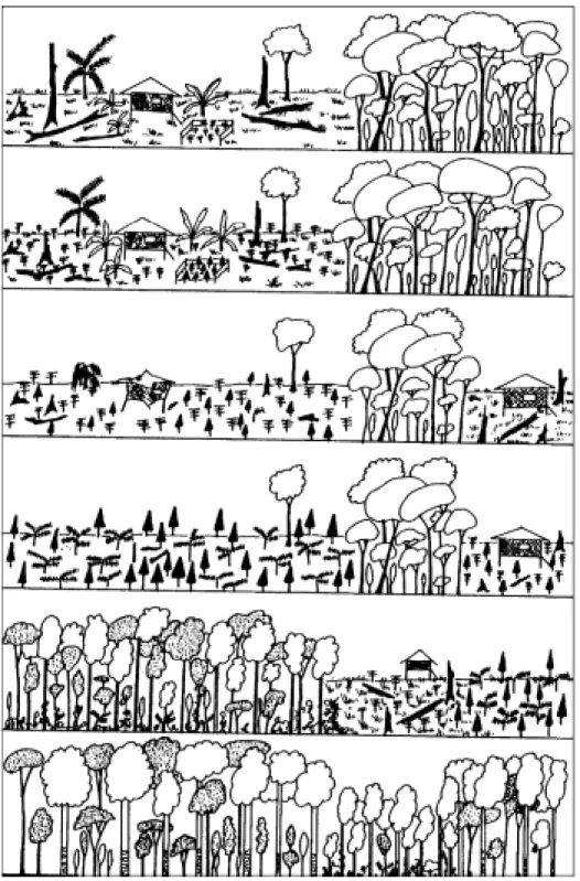 Gambar 7.  Tahapan terbentuknya  Kebun Pekarangan di Jawa (De Foresta et al., 2000)