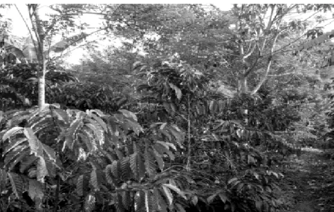 Gambar 1.  Contoh sistem agrisilvikultur, pohon mahoni ditanam berbaris  di antara ubikayu di Lampung Utara (Foto: Kurniatun Hairiah)  b