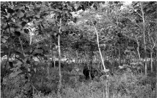Gambar  2.  Contoh  sistem  silvopastura,  Legume  cover  crop  Callopogonium  di bawah tegakan pohon Gmelina arborea  sebagai  lahan  penggembalaan  sapi  di  Filipina