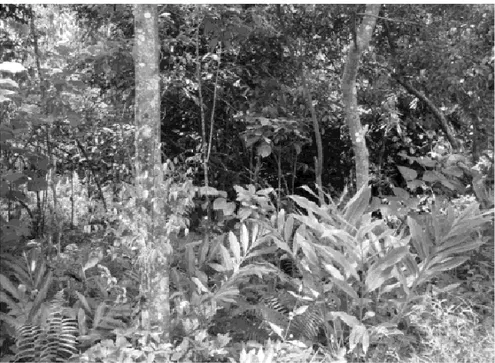 Gambar 3.  Contoh sistem agrosilvopastura: Parak di Maninjau dengan  berbagai macam pohon seperti kayu manis, pala, durian,  sebagai tumbuhan bawah kapulaga (Ammomu cardamomum)  dan beberapa paku-pakuan liar dari hutan (Foto Kurniatun  Hairiah)
