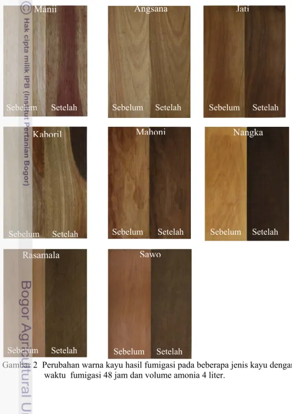 Gambar 2  Perubahan warna kayu hasil fumigasi pada beberapa jenis kayu dengan  waktu  fumigasi 48 jam dan volume amonia 4 liter