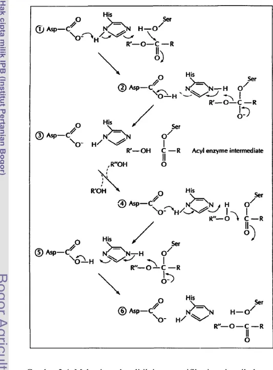 Gambar 2.4  Mekanisme katalitik interesterifikasi enzimatik dengan                     katalis lipase