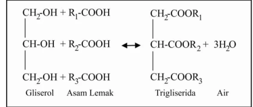 Gambar 5. Skema Komponen Penyusun Triasilgliserol (Chang 2006) 