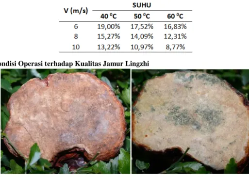 Gambar 3.7 Perbandingan kualitas jamur, (a) jamur dengan cara   pengeringan konvensional; (b) jamur yang ditumbuhi wild spora;  