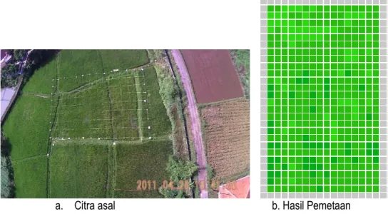 Gambar 6. Pemetaan keragaman warna daun hasil penilaian dengan kamera yang dipasang pada pesawat  mini