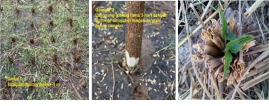 Gambar 9. Penanaman kedelai/kacang tanah pada tengah bonggol padi untuk  memanfaatkan lengas tanah sekitar bonggol  