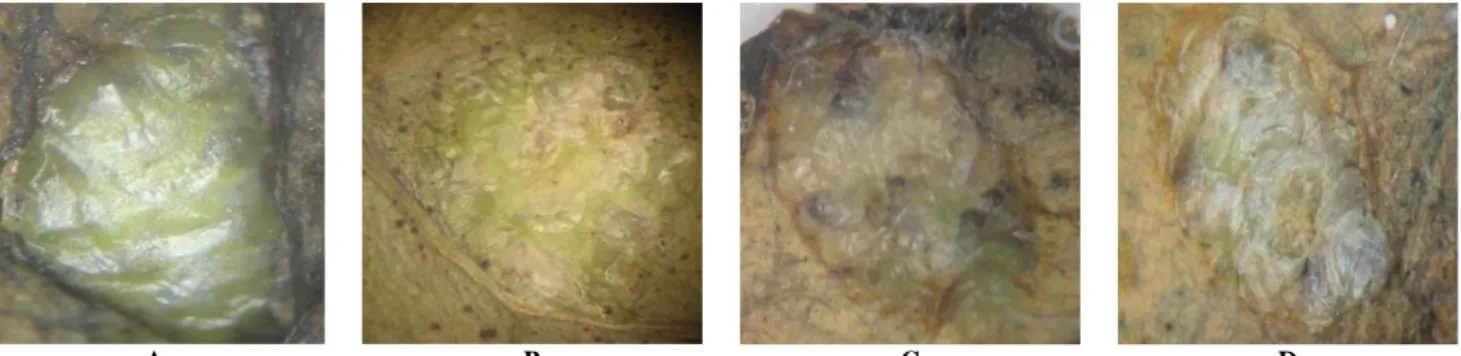 Gambar 1. Perubahan warna telur C. pavonana setelah telur menetas hasil perlakuan ekstrak heksan tumbuhan patah tulang terhadap  berbagai umur telur