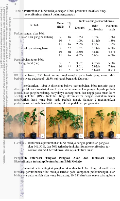 Tabel 5 Pertumbuhan bibit melinjo dengan diberi perlakuan inokulasi fungi ektomikoriza selama 3 bulan pengamatan 