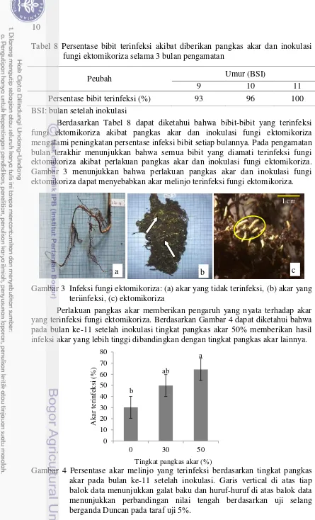 Tabel 8 Persentase bibit terinfeksi akibat diberikan pangkas akar dan inokulasi fungi ektomikoriza selama 3 bulan pengamatan 