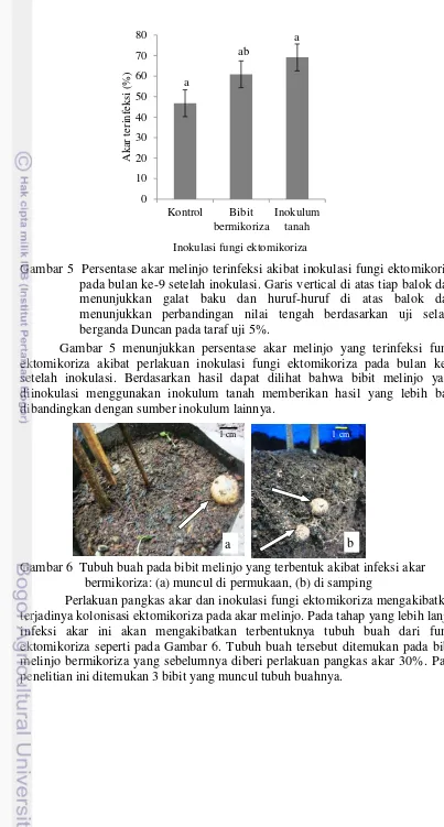 Gambar 5  Persentase akar melinjo terinfeksi akibat inokulasi fungi ektomikoriza 