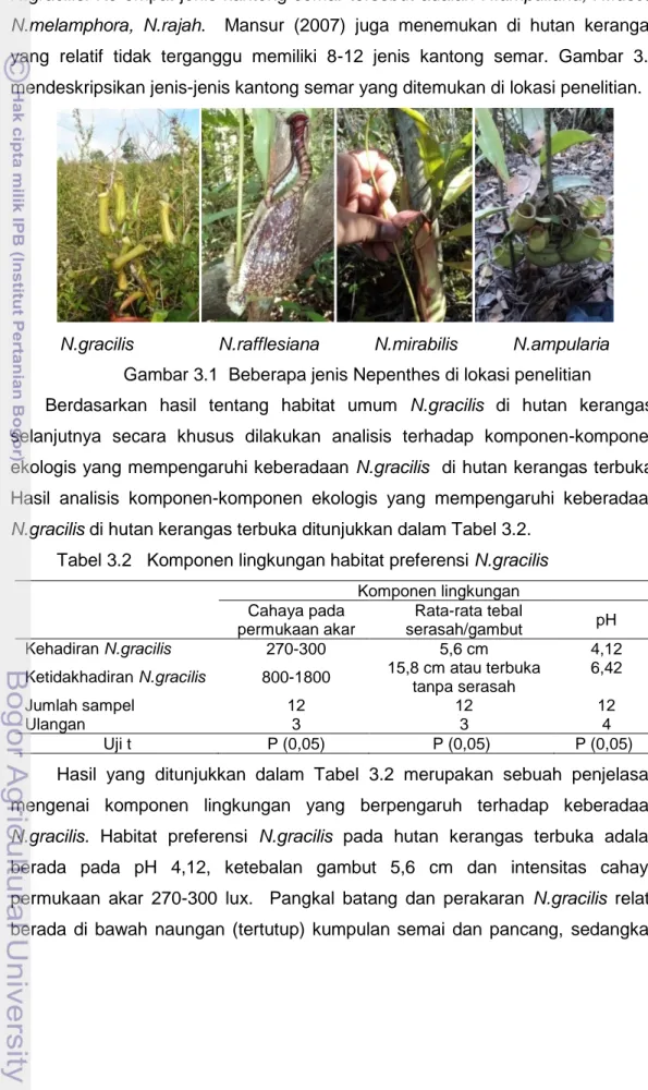 Tabel 3.2   Komponen lingkungan habitat preferensi N.gracilis  Komponen lingkungan  Cahaya pada  permukaan akar    Rata-rata tebal serasah/gambut  pH  Kehadiran N.gracilis  270-300  5,6 cm  4,12 