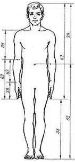 Gambar 6. Proporsi tubuh manusia 