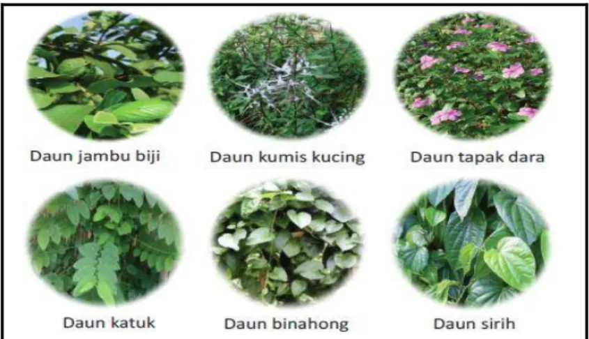 Gambar 2.2 Bagian tumbuhan yang digunakan sebagai obat  Sumber: Tjahjohutomo (2012) 