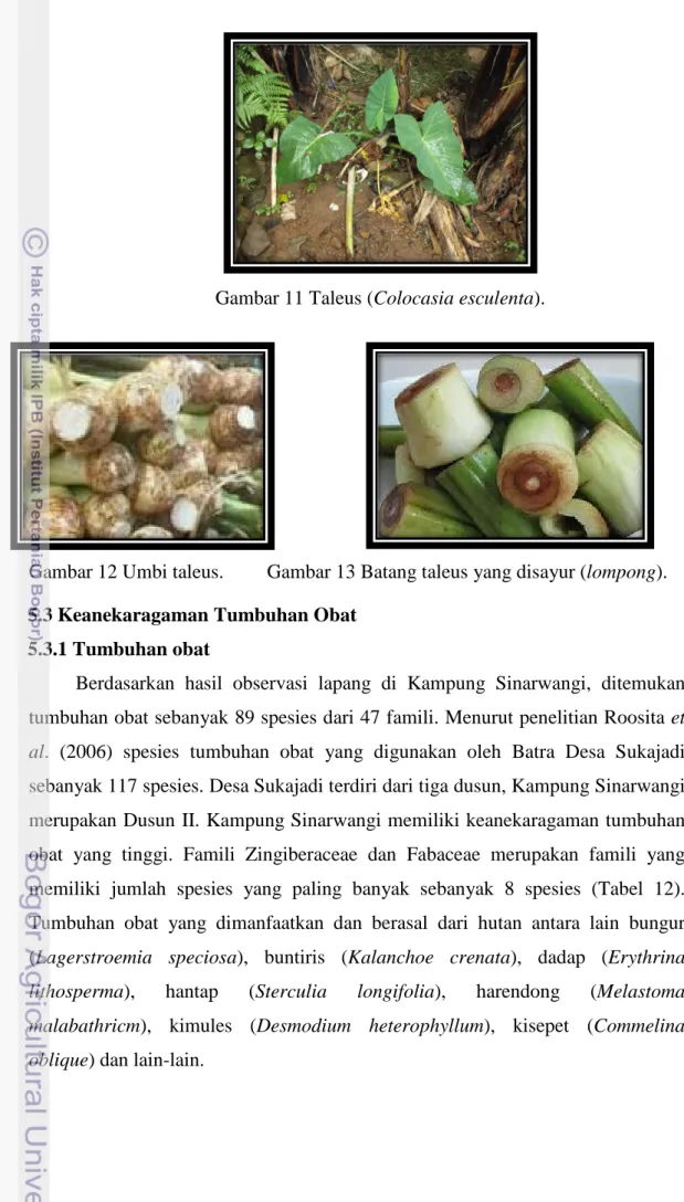 Gambar 11 Taleus (Colocasia esculenta). 