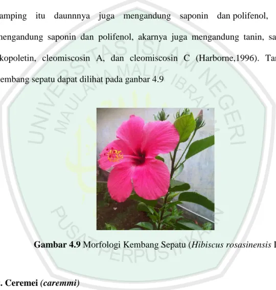 Gambar 4.9 Morfologi Kembang Sepatu (Hibiscus rosasinensis L.) 