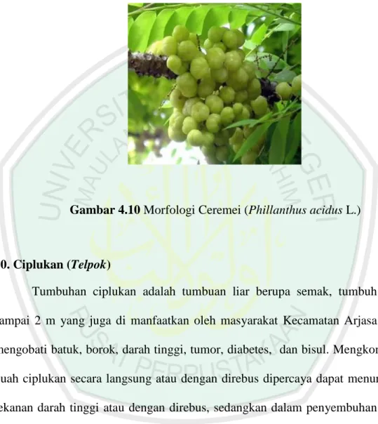 Gambar 4.10 Morfologi Ceremei (Phillanthus acidus L.) 