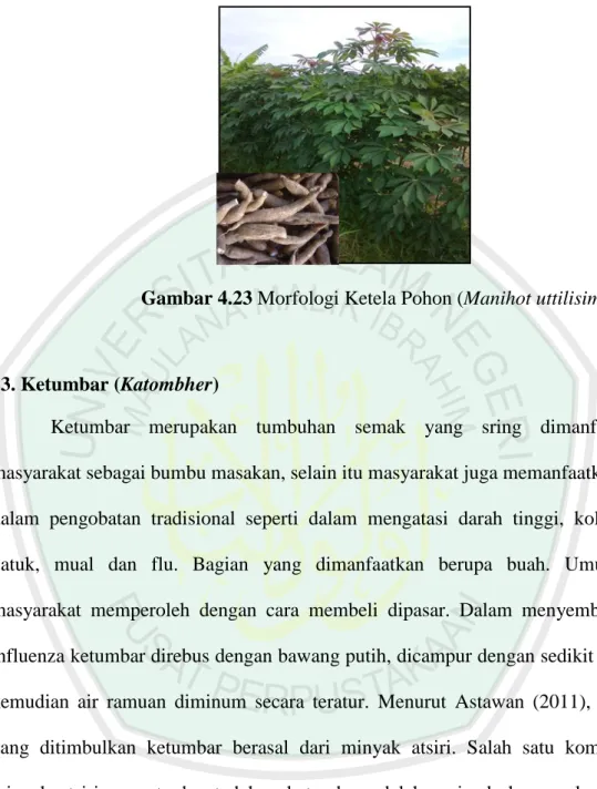 Gambar 4.23 Morfologi Ketela Pohon (Manihot uttilisima) 