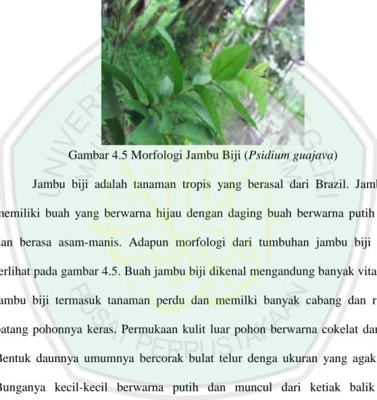 Gambar 4.5 Morfologi Jambu Biji (Psidium guajava) 