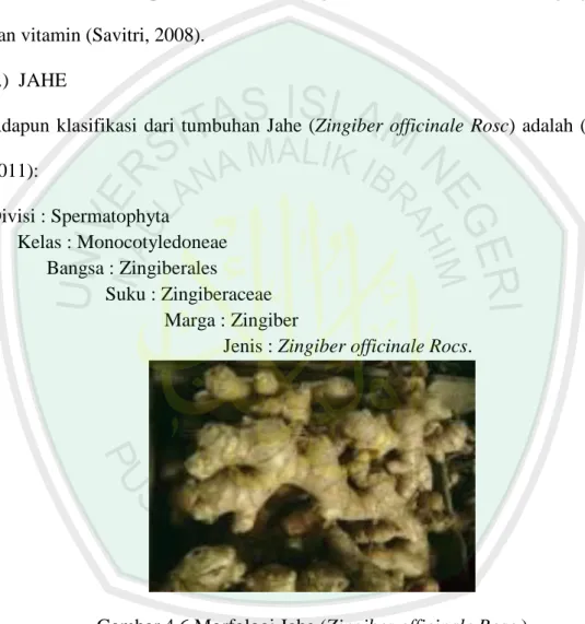 Gambar 4.6 Morfologi Jahe (Zingiber officinale Rosc.) 