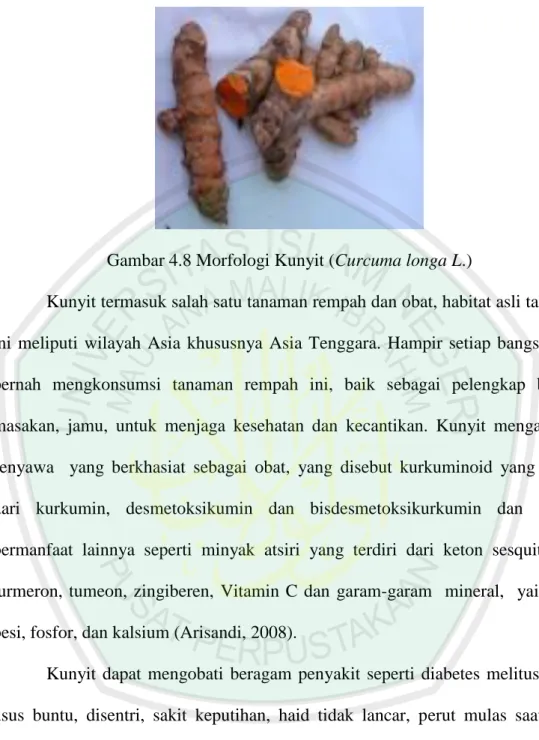 Gambar 4.8 Morfologi Kunyit (Curcuma longa L.) 