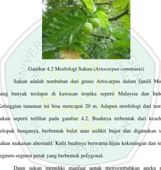 Gambar 4.2 Morfologi Sukun (Artocarpus communis) 