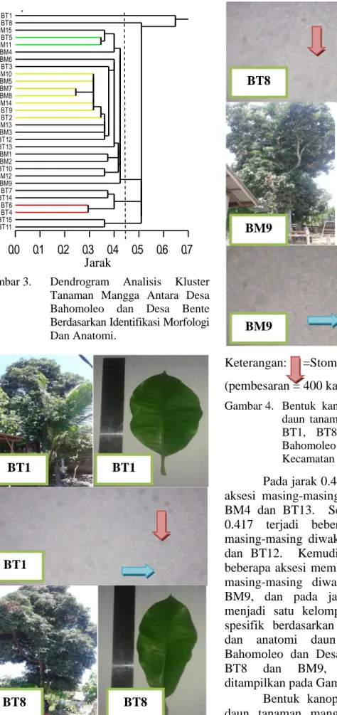 Gambar 4.  Bentuk  kanopi,  daun  dan  anatomi  daun  tanaman  mangga  pada  aksesi  BT1,  BT8  dan  BM9  di  Desa  Bahomoleo  dan  Desa  Bente,  Kecamatan Bungku Tengah