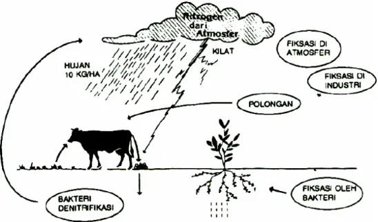 Gambar 5. Daur Nitrogen (Repro.: Book of Nature, Simon and Schuster).