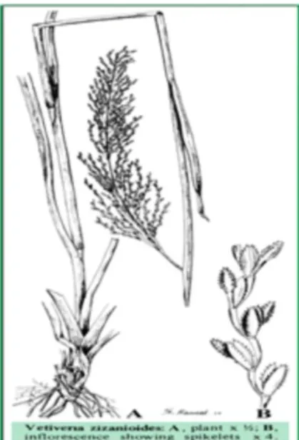 Gambar 1 Infloresen bunga tanaman akar wangi 