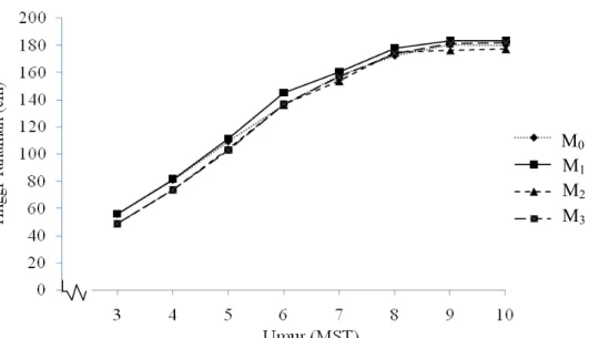 Gambar 2. Grafik tinggi tanaman sorgum umur 3 - 10 MST pada perlakuan mulsa  Jumlah Daun (helai) 