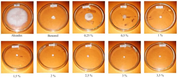 Gambar 1. Hasil aktivitas ekstrak kencur terhadap Fusarium oxysporum  Persentase  penghambatan  ekstrak  kencur  dihitung  berdasarkan  diameter  pertumbuhan  jamur