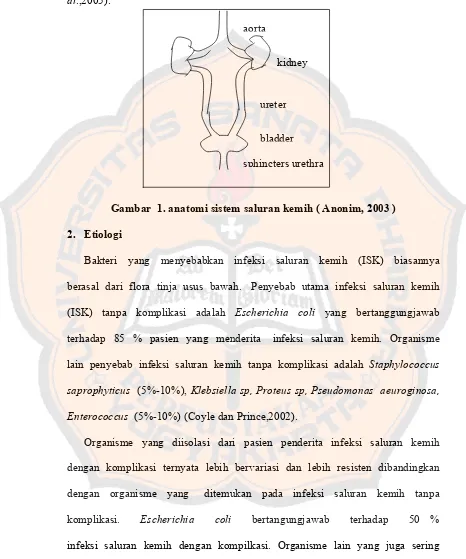 Gambar  1. anatomi sistem saluran kemih ( Anonim, 2003 ) 