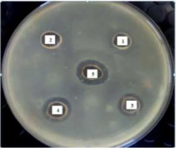 Gambar 4.  Hasil  pengujian  aktivitas  antimikroba ekstrak etanol umbi  bawang  dayak  terhadap  Staphylococcus aureus 