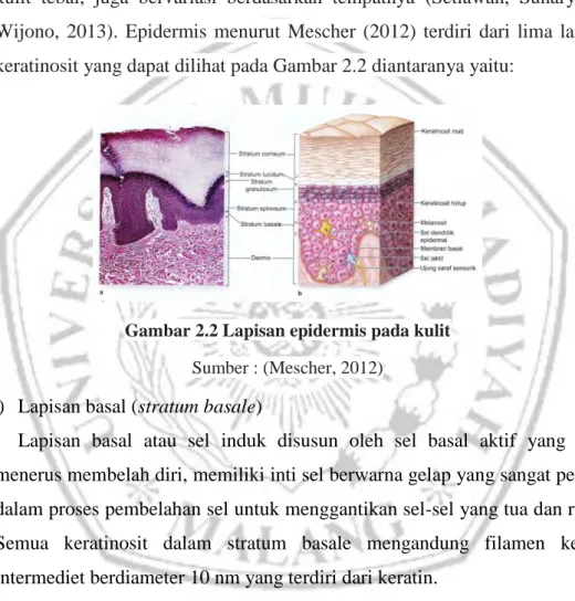 Gambar 2.2 Lapisan epidermis pada kulit   Sumber : (Mescher, 2012) 