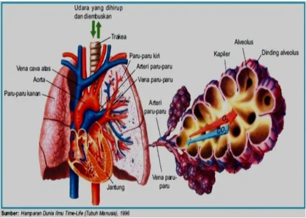 Gambar 8. Alveolus 