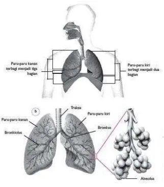 Gambar 9. Paru-paru dan alveolus manusia 