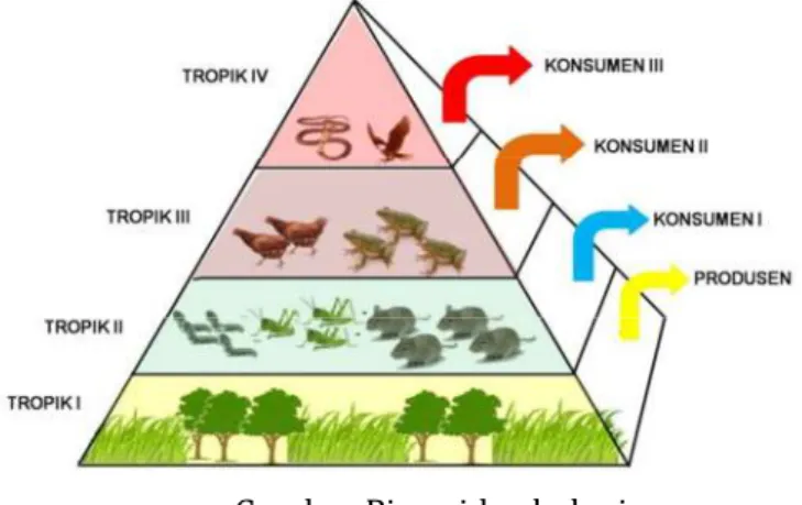 Gambar Piramida ekologi  Sumber: satujam.com 