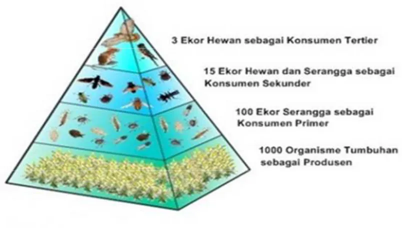 Gambar Piramida jumlah  Sumber:  mudahbiologi.blogspot.com