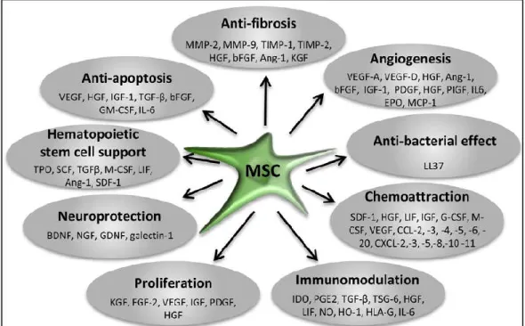 Gambar 6. Peran faktor parakrin yang disekresikan MSC (Maumus et  al,        2013) 