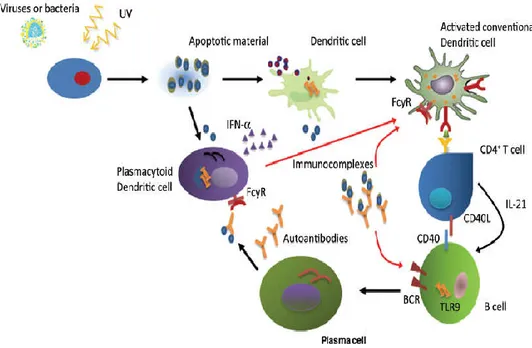 Gambar 2. Pathogenesis Lupus Eritematosis Sistemik (Bertias, 2012) 