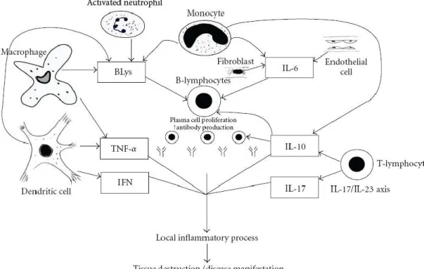 Gambar 3. Peran sitokin dalam patogenesis lupus (Yap dan Lai, 2010) 