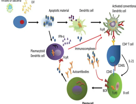 Gambar 2. Imunopatogenesis SLE (Bertsias et al., 2012) 