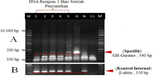 Gambar 8. A) Analisis PCR DNA larva 1 hari setelah penyuntikan sel donor  menggunakan  marka  molekular  spesifik  GH-Gurame  (konfirmasi      keberhasilan  penyuntikan)