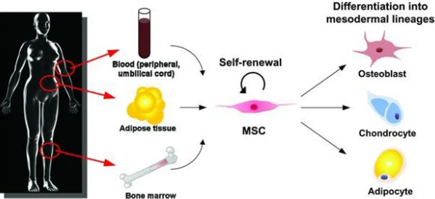 Gambar 1. Sifat stem cells multipoten, self-renewal, plasticity, dan  multilineage differentiation  2