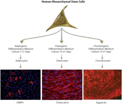 Gambar 3. Waktu Diferensiasi MSCs ke arah progenitor sel 