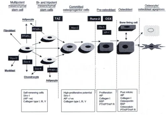 Gambar 5. Skema diagram tahapan sel osteoblas dari MSCs  