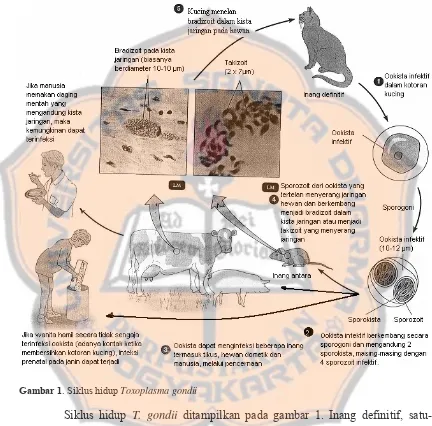 Gambar 1. Siklus hidup Toxoplasma gondii 