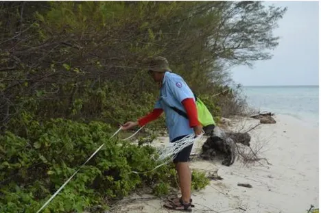Gambar 2. 5. Pengukuran transek kerapatan vegetasi di Pulau Cemara Besar 